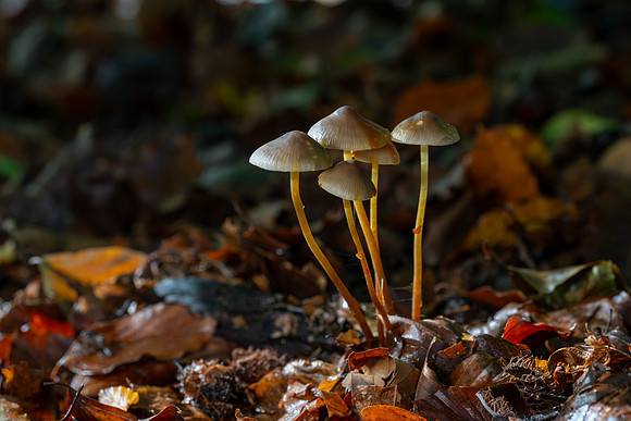Mycena galericulata-1