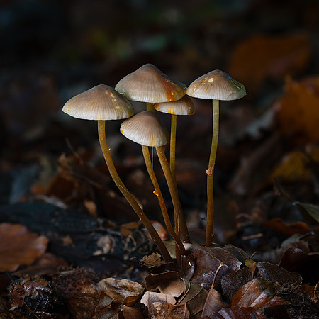 Mycena galericulata-2
