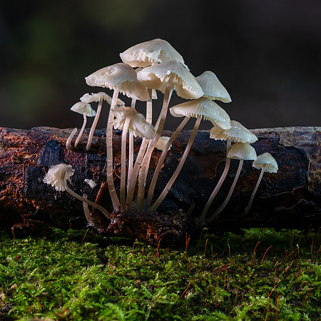 Mycena galericulata-3