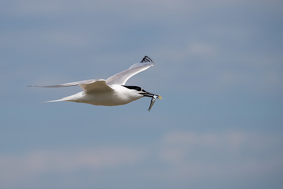 Sandwich Tern -2