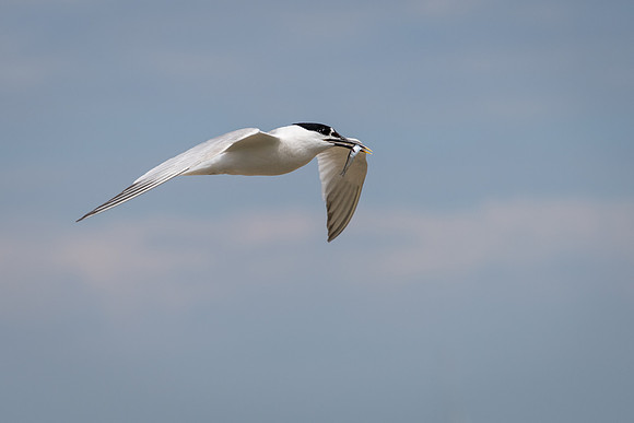 Sandwich Tern -1