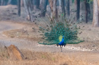 Peacock ♂ Displaying