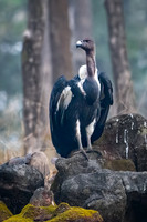 White-rumped Vulture -2