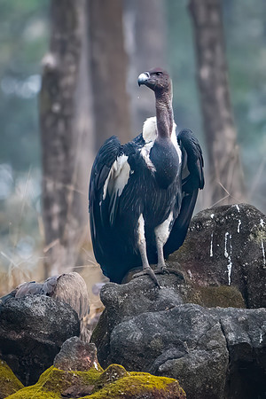 White-rumped Vulture -2