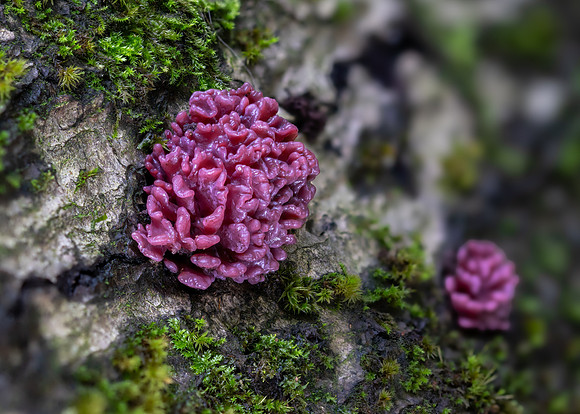 Purple Jelly Brain Fungus 280924-2
