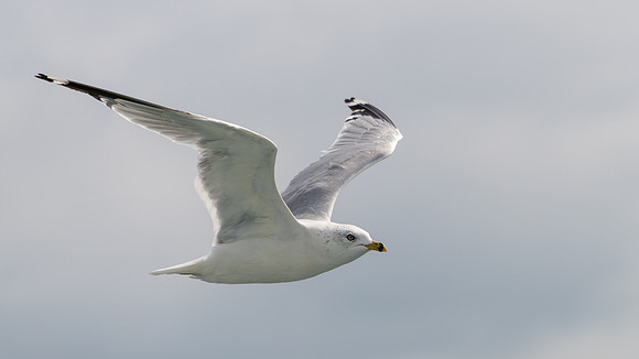 Ring Billed Gull - 3