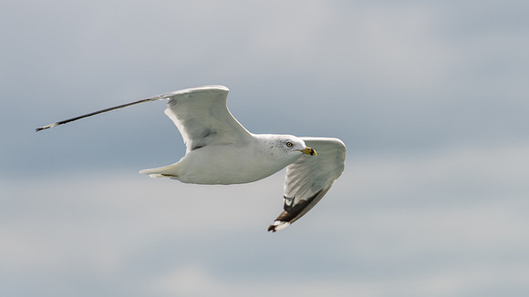 Ring Billed Gull - 4