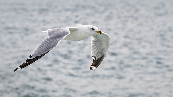 Ring Billed Gull - 2