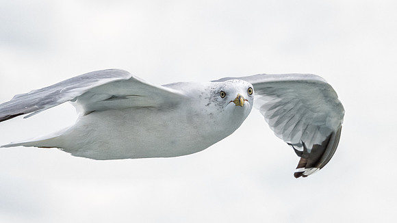 Ring Billed Gull - 1