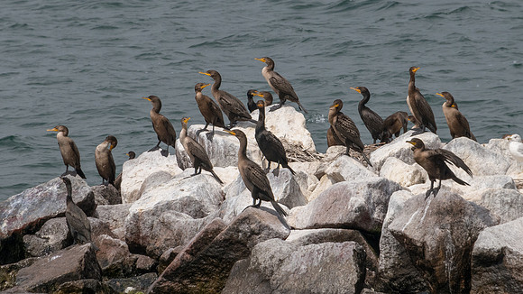 Double Crested Cormorants