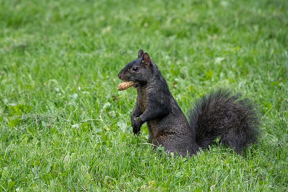 Black Squirrel