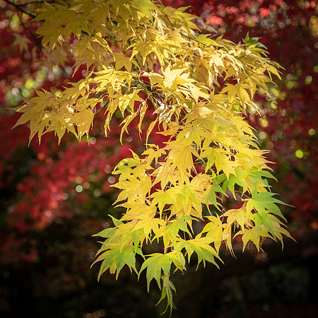 Batsford Autumn -1