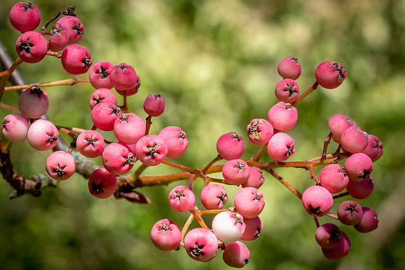 Batsford Autumn -2