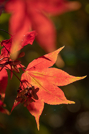 Batsford Autumn -4