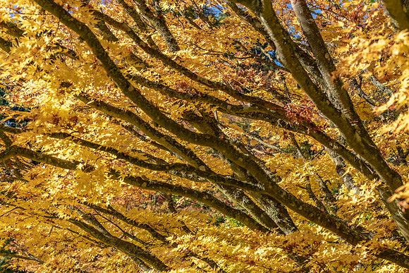 Batsford Autumn -3