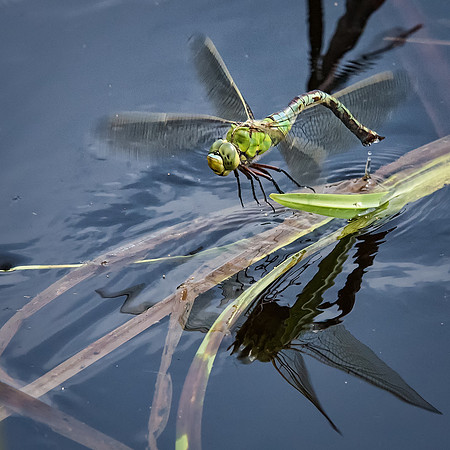 Emperor Dragonfly Laying Eggs -2