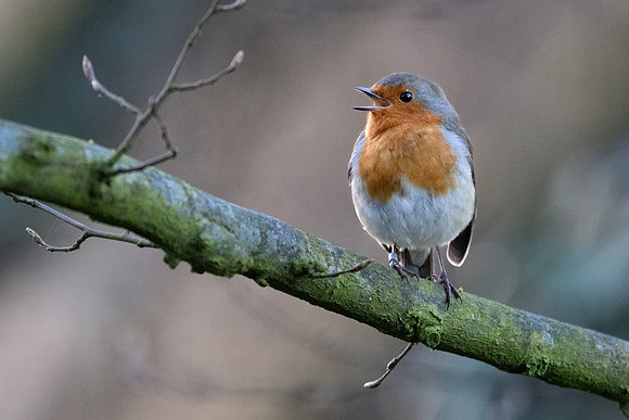 Robin Singing 040325