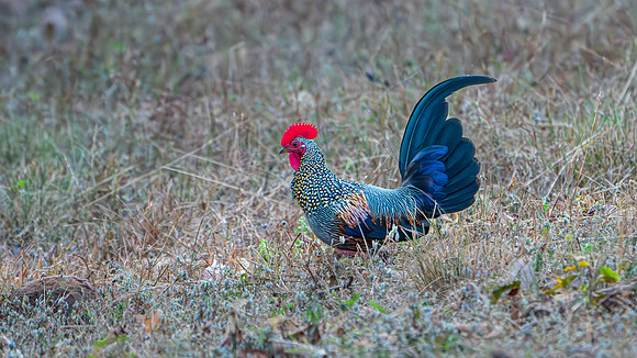 Grey Junglefowl -1