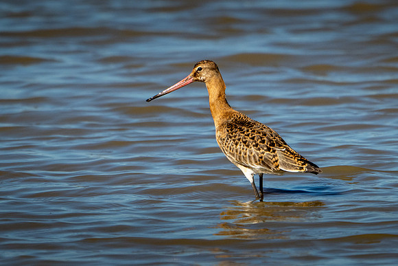 Black-tailed Godwit 170924-1
