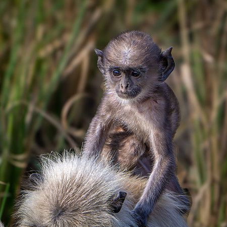 Langur Monkeys -5