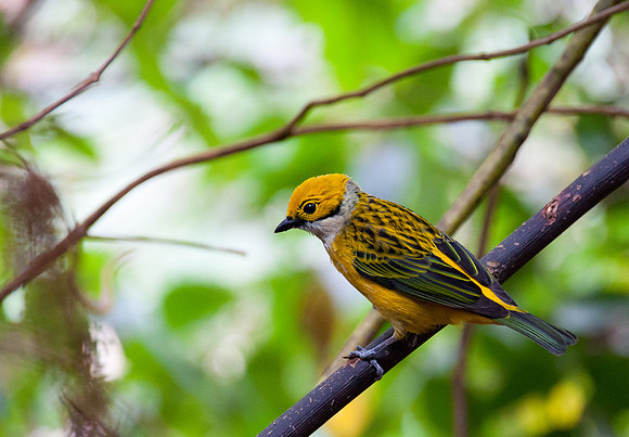 Silver Throated Tanager
