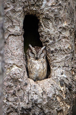 Indian Scops Owl
