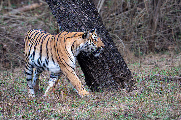 Tiger -3