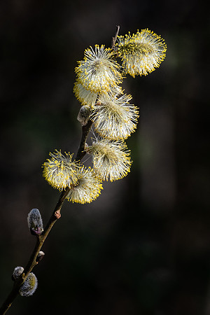 Willow Flowers