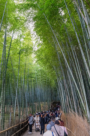 Bamboo Forest -2