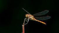 Common Darter 080825