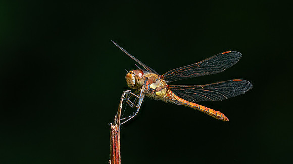 Common Darter 080825