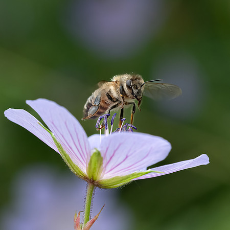 Honey Bee 230622 -2