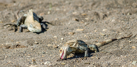 Black Iguanas
