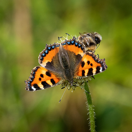 Small Tortoiseshell Butterfly -1