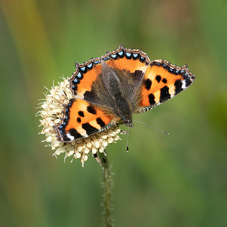 Small Tortoiseshell Butterfly -2