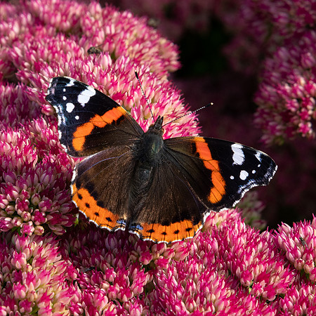 Red Admiral Butterfly