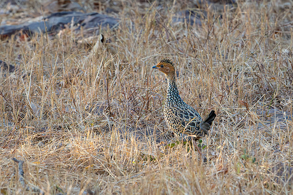 Painted Francolin