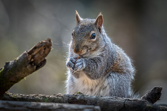 Grey Squirrel