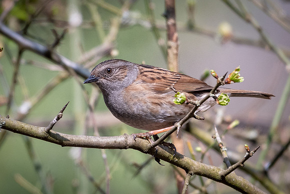 Dunnock