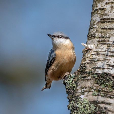 Nuthatch
