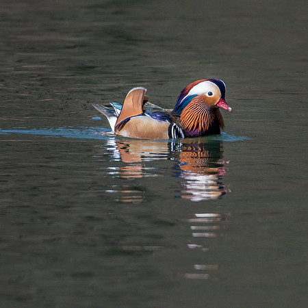Mandarin Duck Male