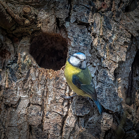Blue Tit