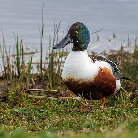 Shoveler -050422-2