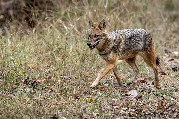 Golden Jackall -3