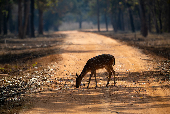 Spotted Deer Silhouette