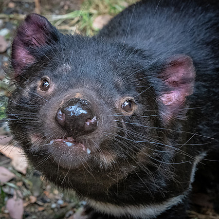 Tasmanian Devil - 4