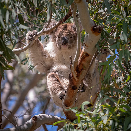 Koala -3