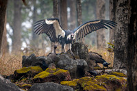 White-rumped Vulture -1