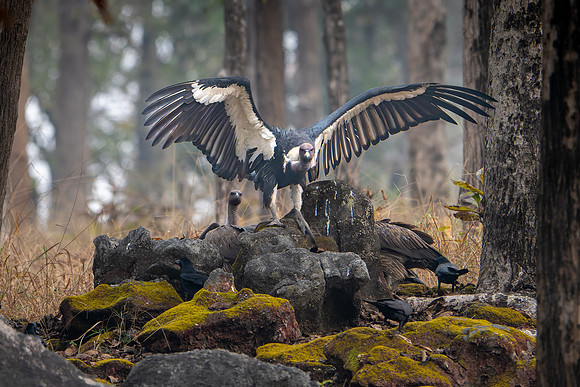 White-rumped Vulture -1
