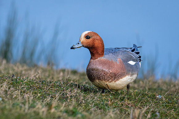 Wigeon 220322 -4